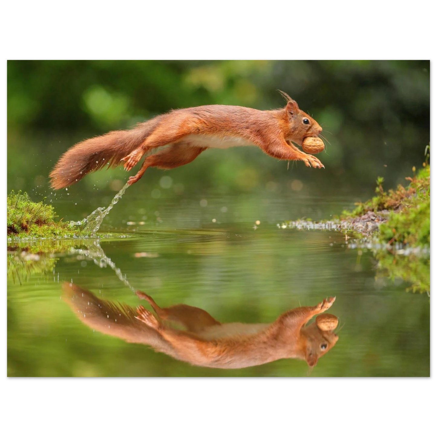 Wandbild Wandkunst eichhoernchens freudensprung dynamische naturkunst fuer ihr zuhause erhaeltlich in mehreren groessen