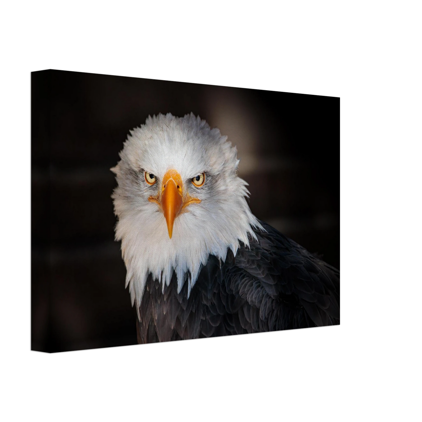 Wandbild majestaetischer adler ausdrucksstarke tierfotografie fuer ihr zuhause in vielen groessen erhaeltlich