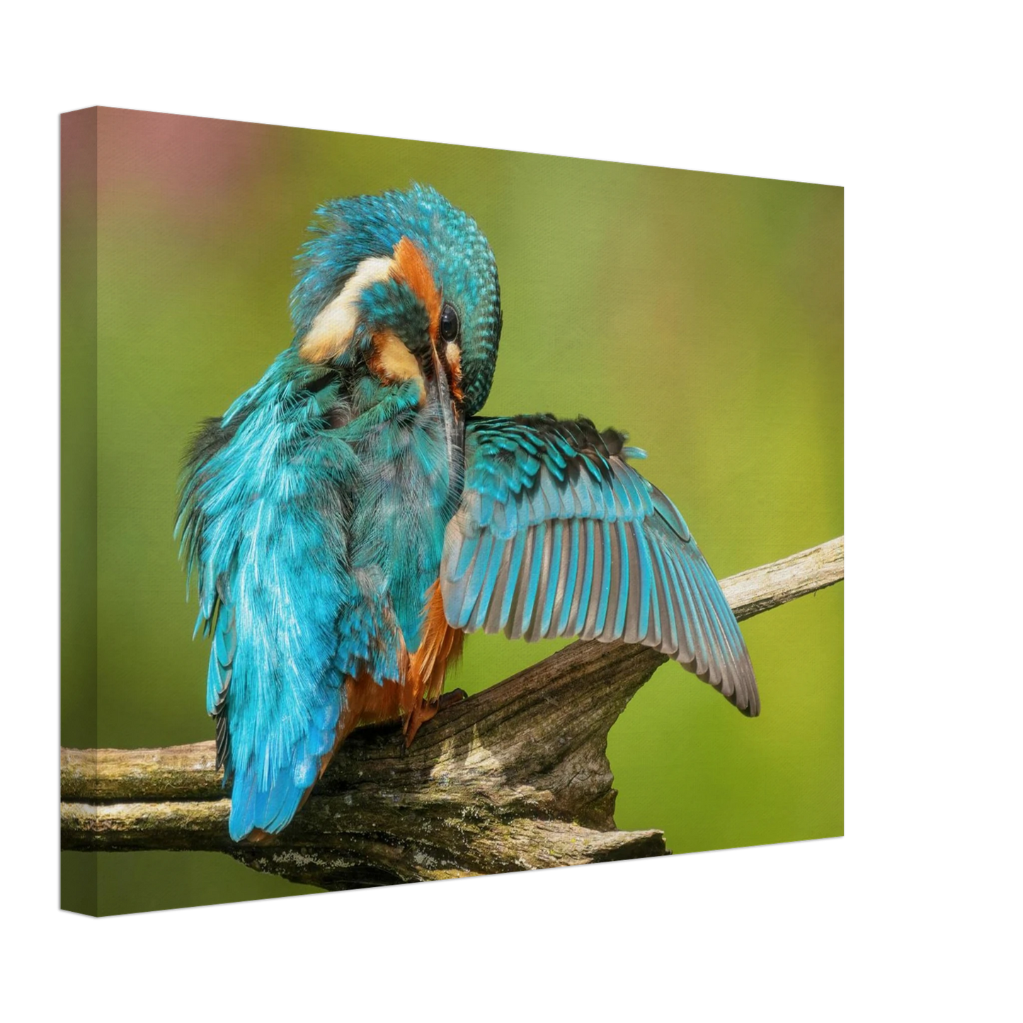 Wandbild eisvogel lebendige farbenpracht der natur auf leinwand