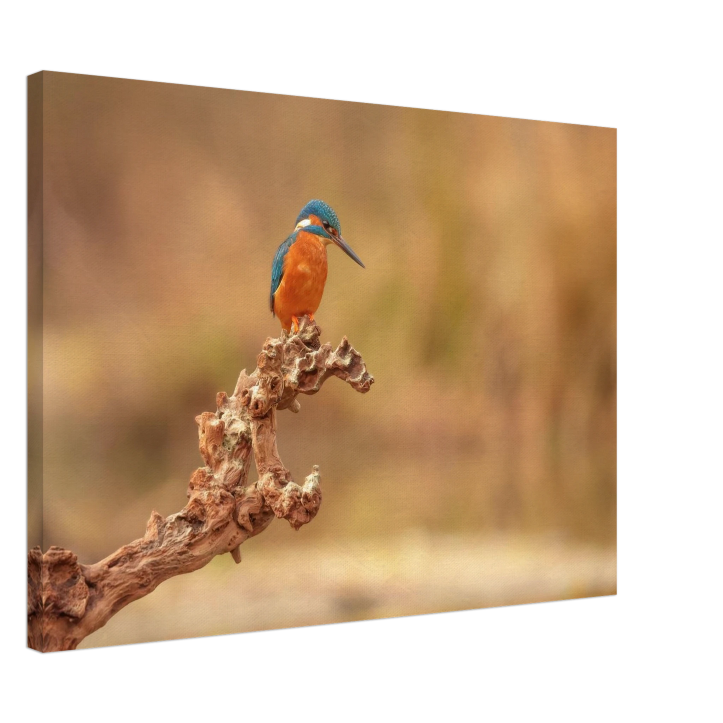Wandbild eisvogel lebendige naturkunst fuer ihr zuhause in vielen groessen