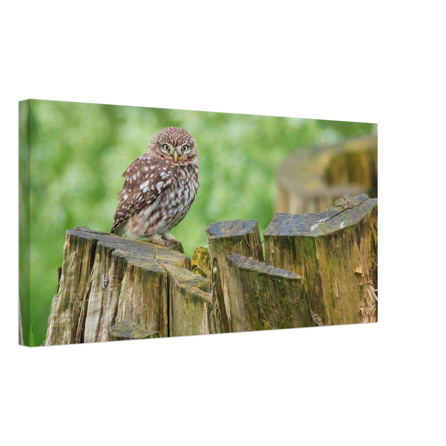 Wandbild mystische kleine eule faszinierendes kunstwerk fuer natur und tierliebhaber in vielen groessen