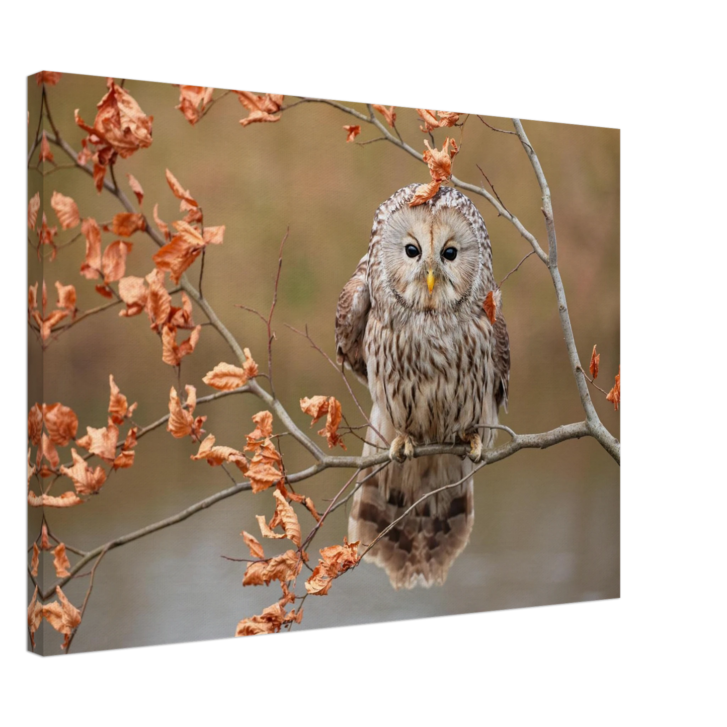 Wandbild majestaetische eule im herbstlaub einblick in die wildnis in verschiedenen groessen