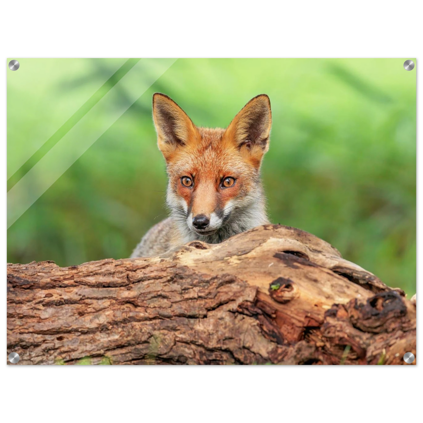 Wandbild fuchs im versteck einzigartige naturkunst fuer ihr zuhause