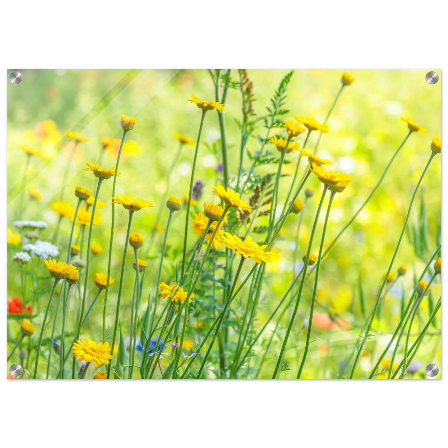 Wandbild sunshine meadow lebendiger blumen druck in verschiedenen groessen