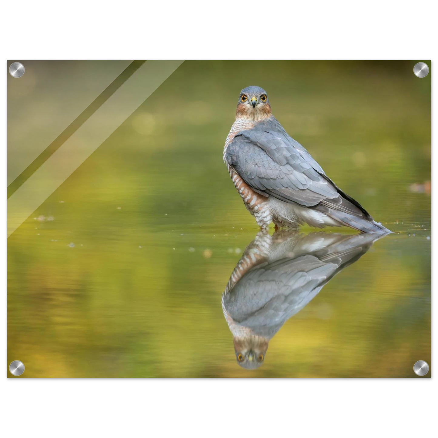 Wandbild mystischer sperber im morgengold faszinierende wildtierfotografie in ihrer wunschgroesse