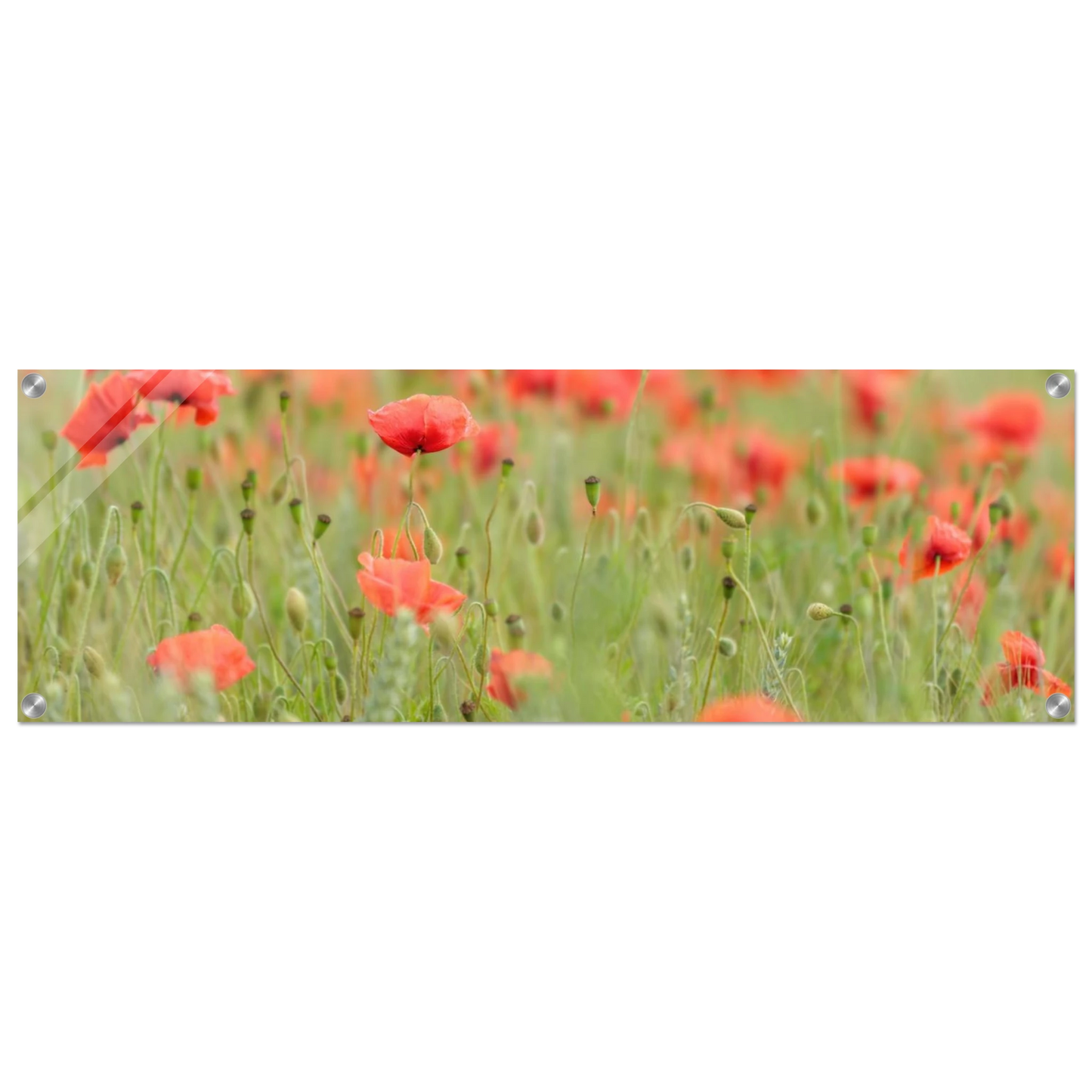 Wandbild vertraeumtes mohnblumenfeld ein stueck sommer fuer ihr zuhause in vielen groessen
