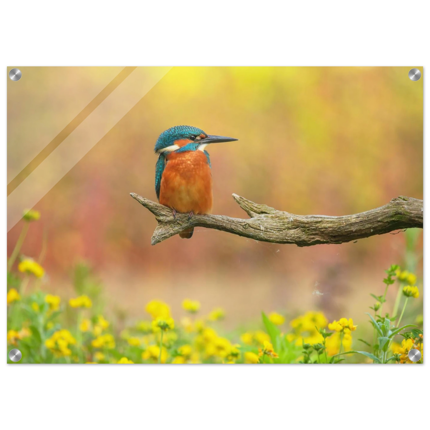 Wandbild eisvogel lebendige naturkunst fuer ihr zuhause in ihrer wunschgroesse