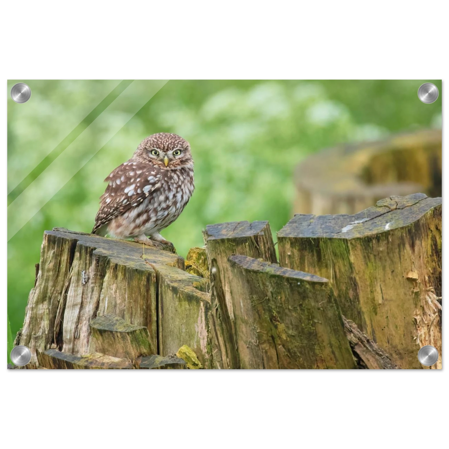 Wandbild mystische kleine eule faszinierendes kunstwerk fuer natur und tierliebhaber in vielen groessen
