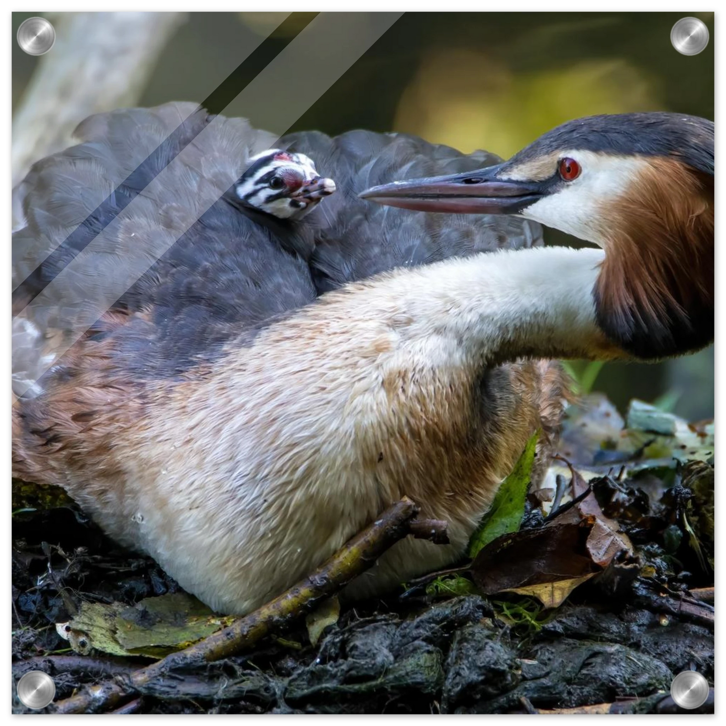 Wandbild zaertliche grosse haubentaucher familie naturgetreuer kunstdruck in ihrer wunschgroesse