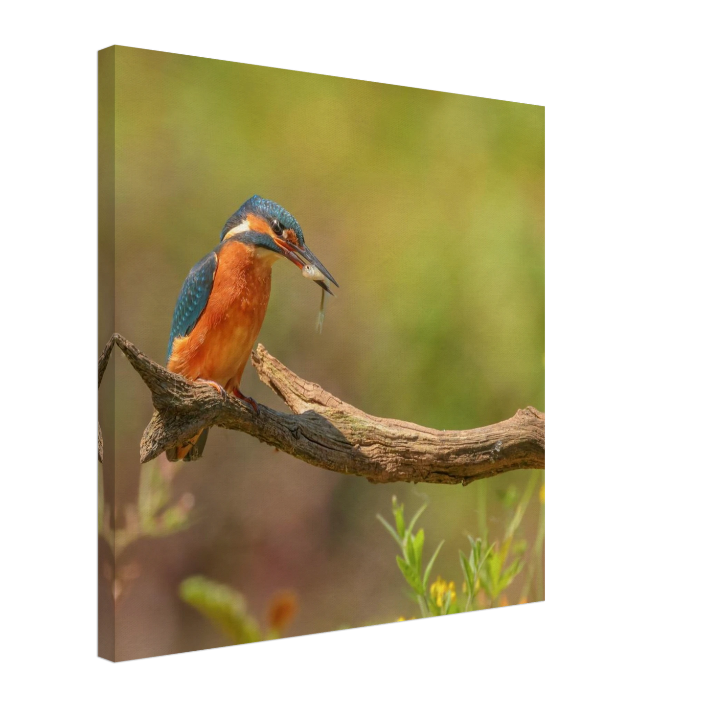 Wandbild eisvogel farbpracht leuchtende naturkunst fuer ihr zuhause in vielen groessen