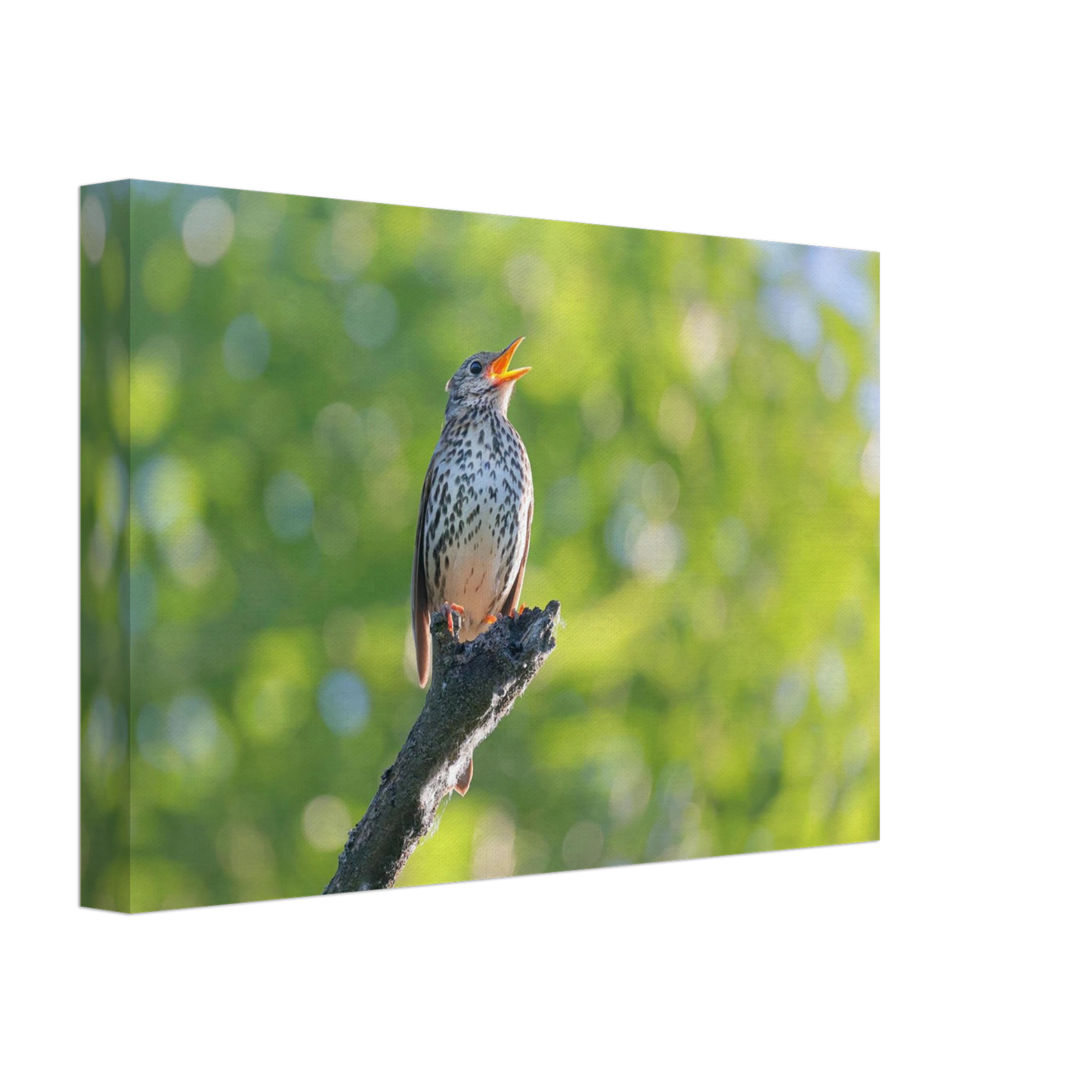 Wandbild bezaubernder singvogel in gruen ein naturportraet fuer ihr zuhause in vielen groessen