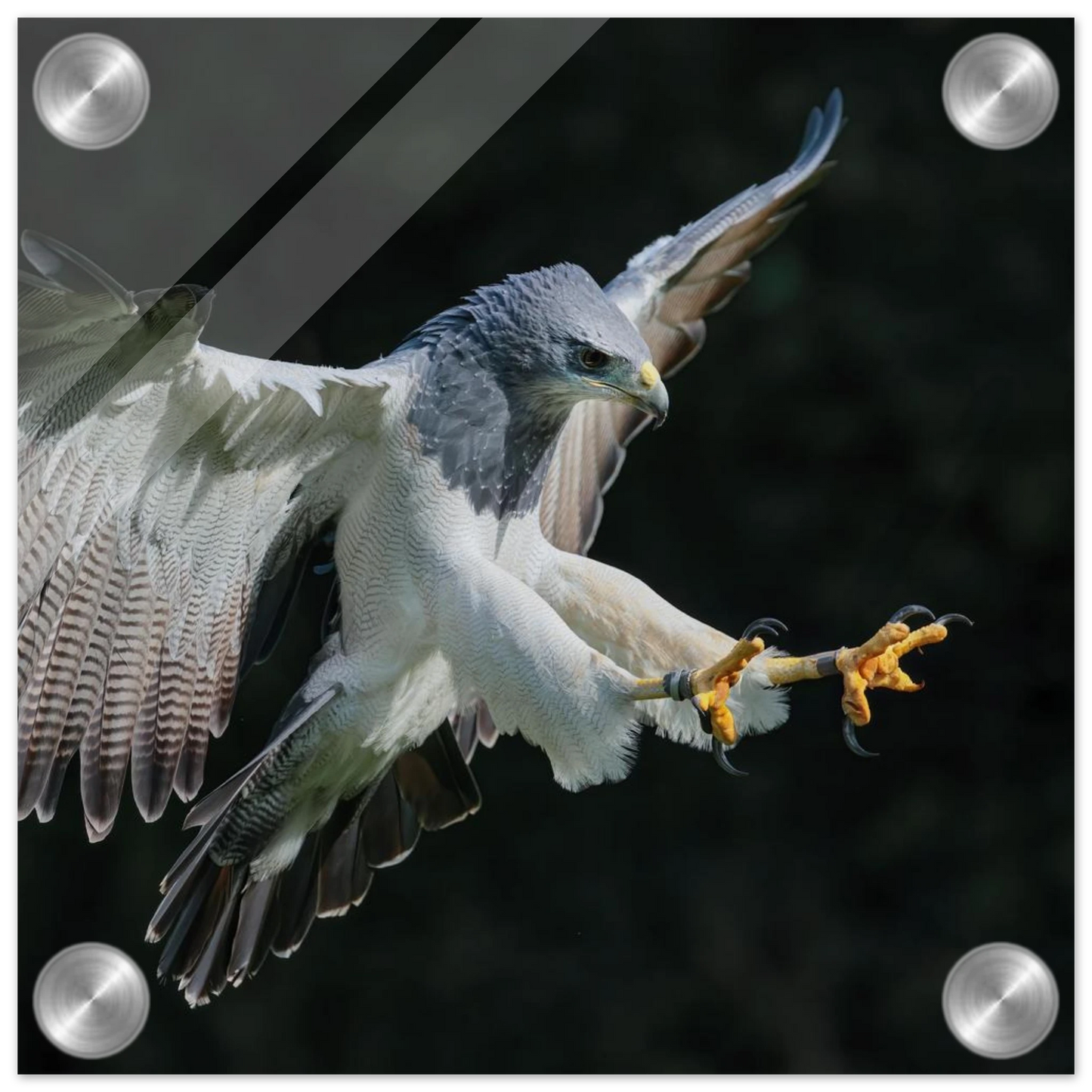Wandbild majestaetischer schwarzbrustbussard im flug atemberaubende tierfotografie fuer ihr zuhause