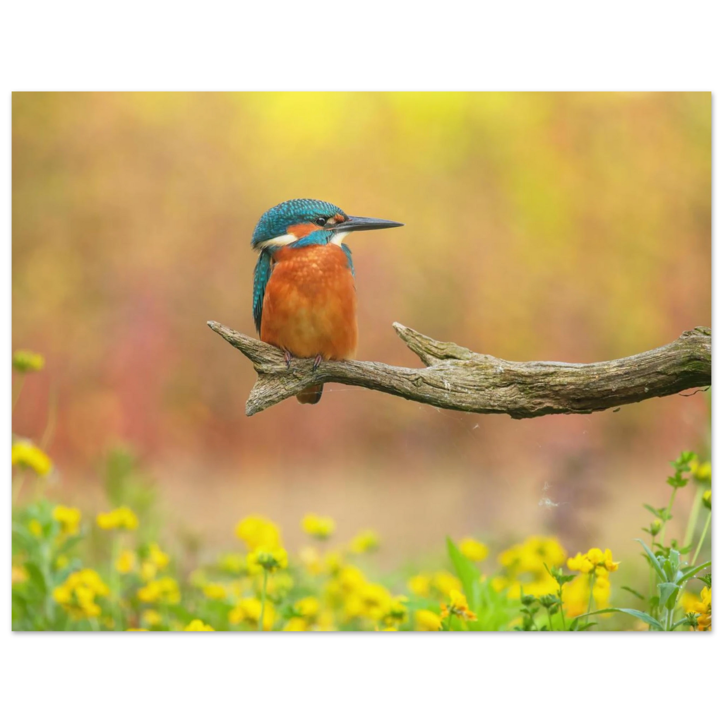 Wandbild eisvogel lebendige naturkunst fuer ihr zuhause in ihrer wunschgroesse