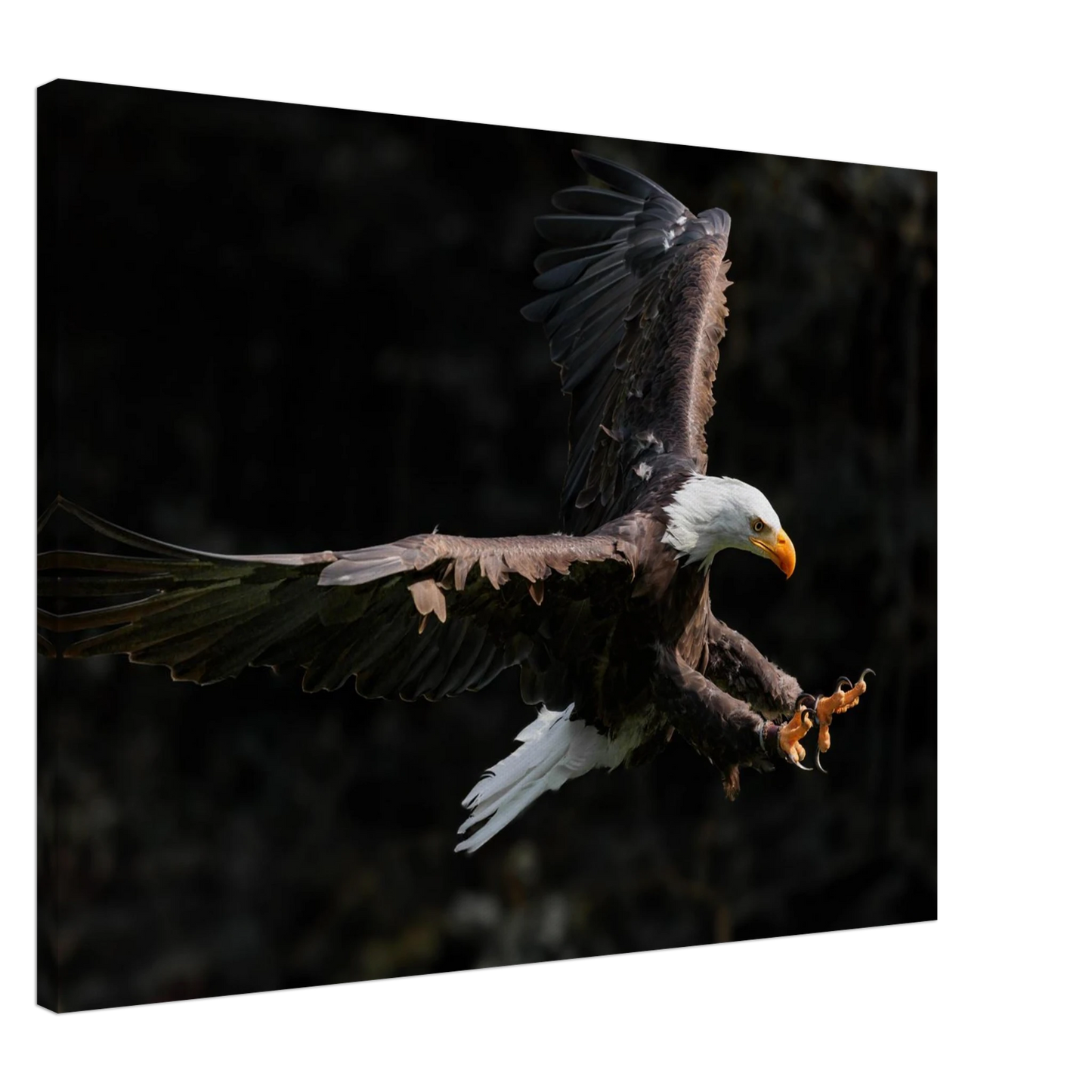 Wandbild majestaetischer weisskopfseeadler im flug freiheit staerke in ihrer wunschgroesse