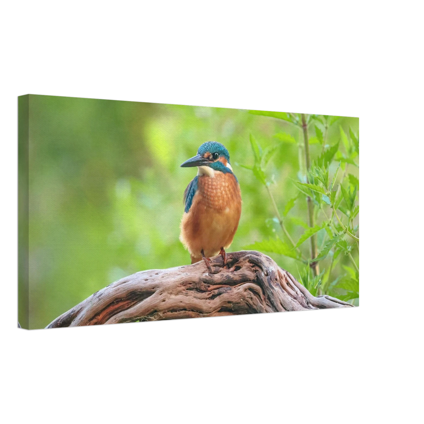 Wandbild eisvogel lebendige naturkunst fuer ihr zuhause in ihrer wunschgroesse 2