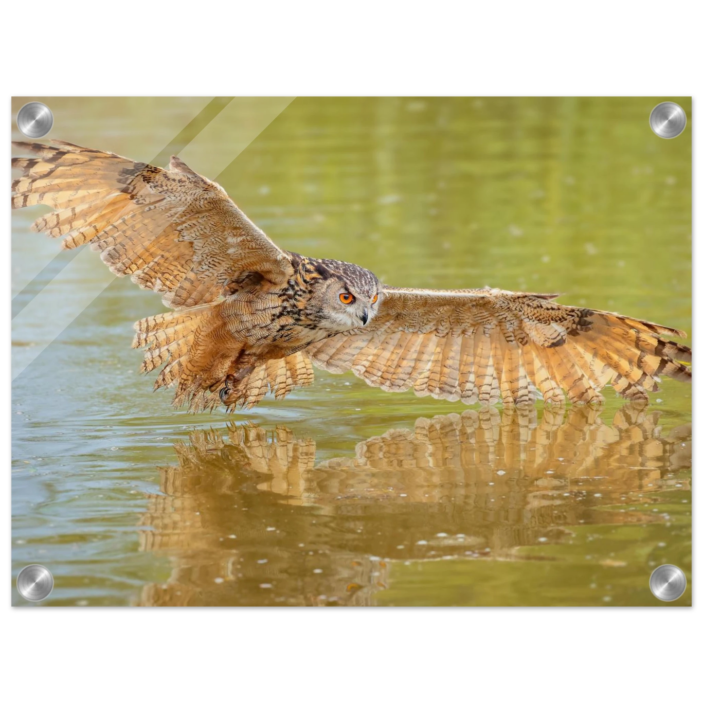 Wandbild majestaetischer uhu im jagdflug atemberaubende wildtierkunst in verschiedenen groessen