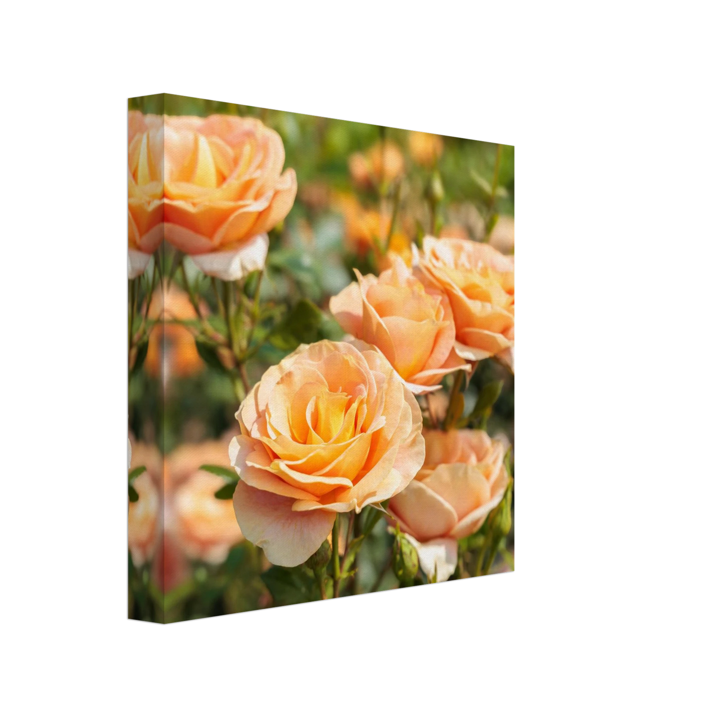 Wandbild romantische pfirsichrosen im sonnenschein botanische kunst fuer ihr zuhause in vielen groessen