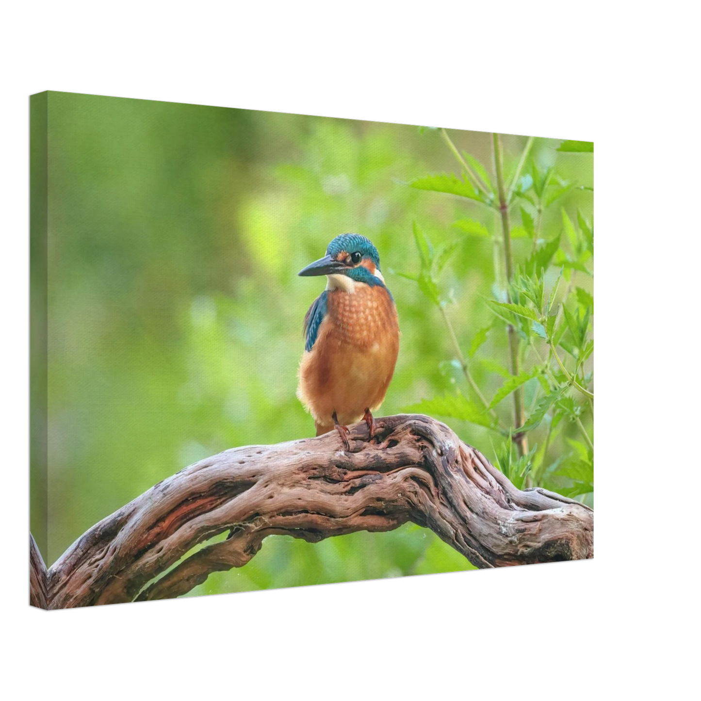 Wandbild eisvogel lebendige naturkunst fuer ihr zuhause in ihrer wunschgroesse 2