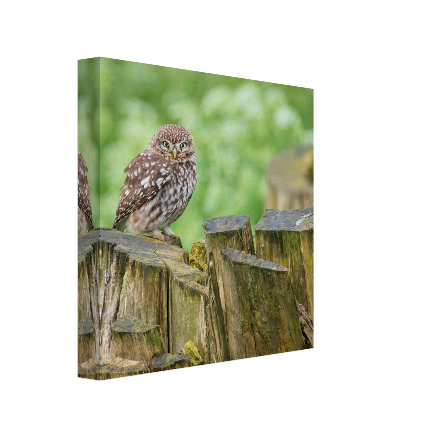 Wandbild mystische kleine eule faszinierendes kunstwerk fuer natur und tierliebhaber in vielen groessen