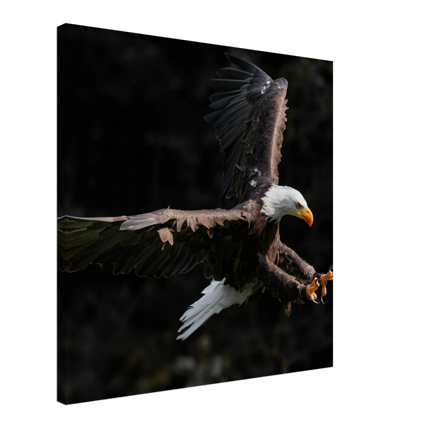Wandbild majestaetischer weisskopfseeadler im flug freiheit staerke in ihrer wunschgroesse