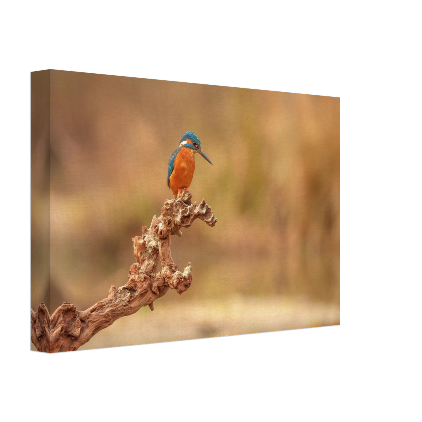 Wandbild eisvogel lebendige naturkunst fuer ihr zuhause in vielen groessen