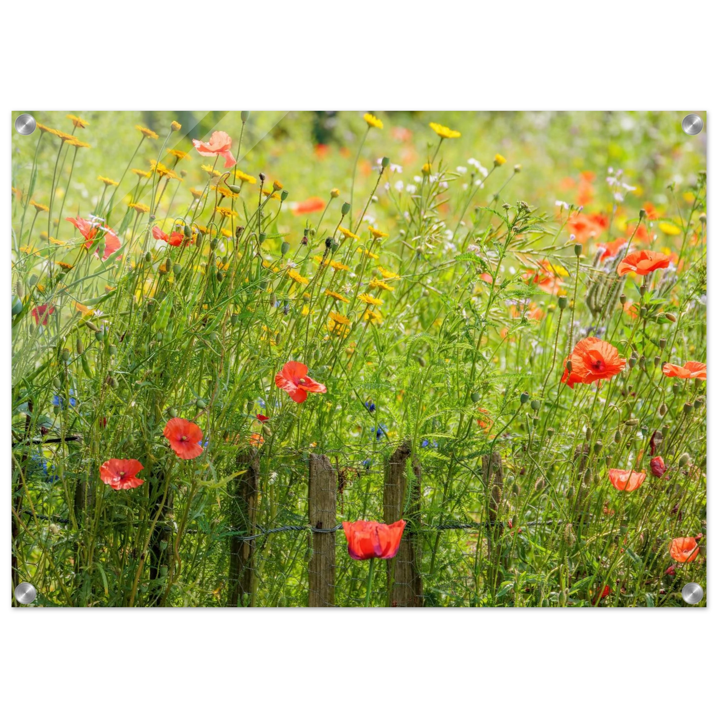 Wandbild wildblumen feld rot gelb sonnige mohnblumen wiese als kunstdruck