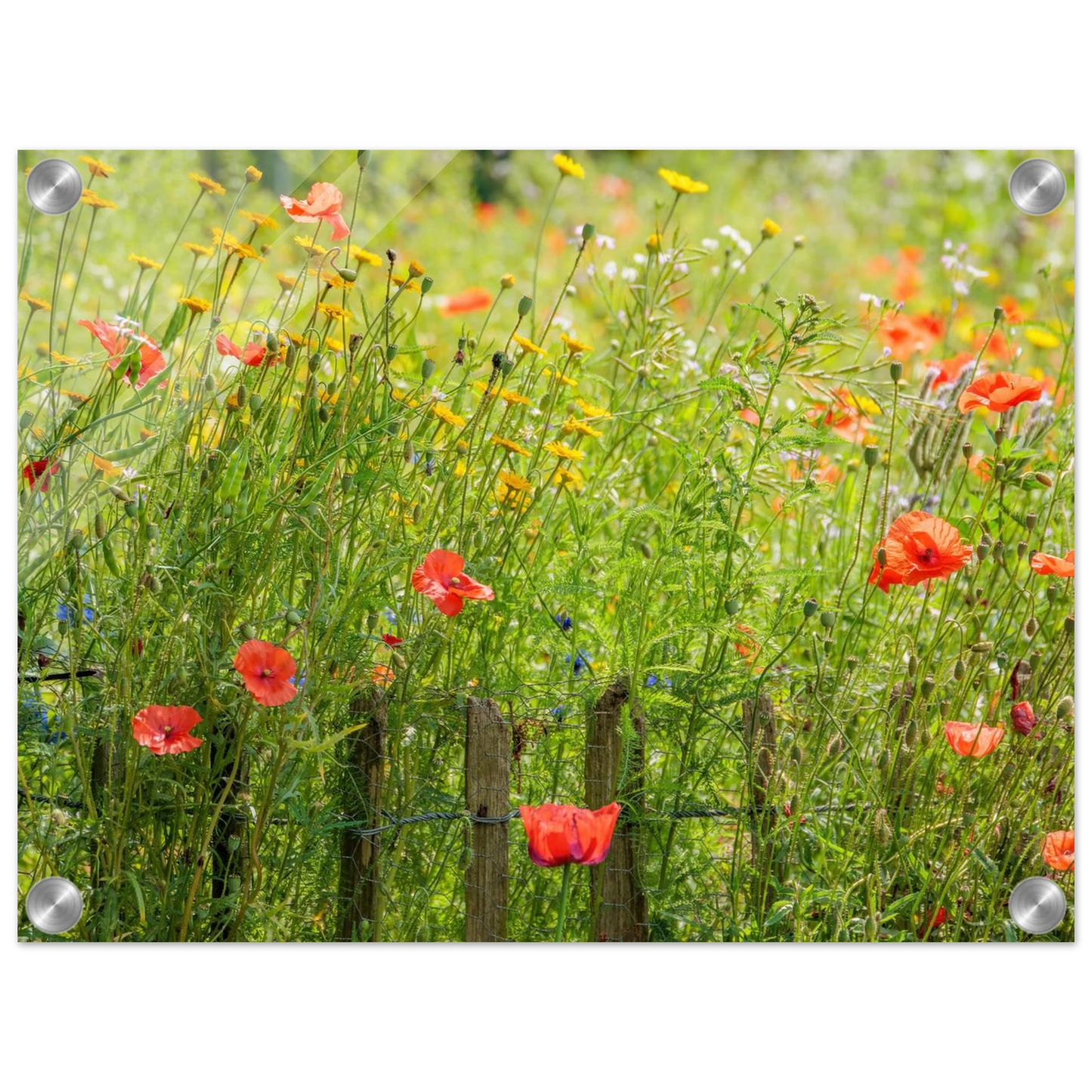 Wandbild wildblumen feld rot gelb sonnige mohnblumen wiese als kunstdruck