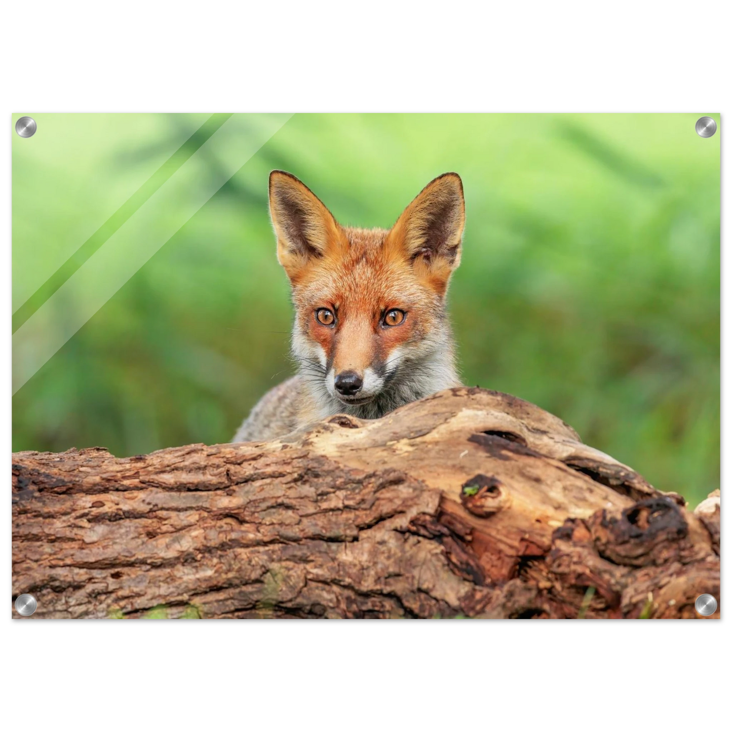 Wandbild fuchs im versteck einzigartige naturkunst fuer ihr zuhause