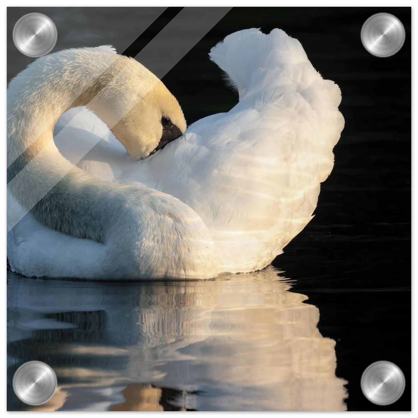 Wandbild schwan bei sonnenuntergang elegante wandkunst fuer ihr zuhause