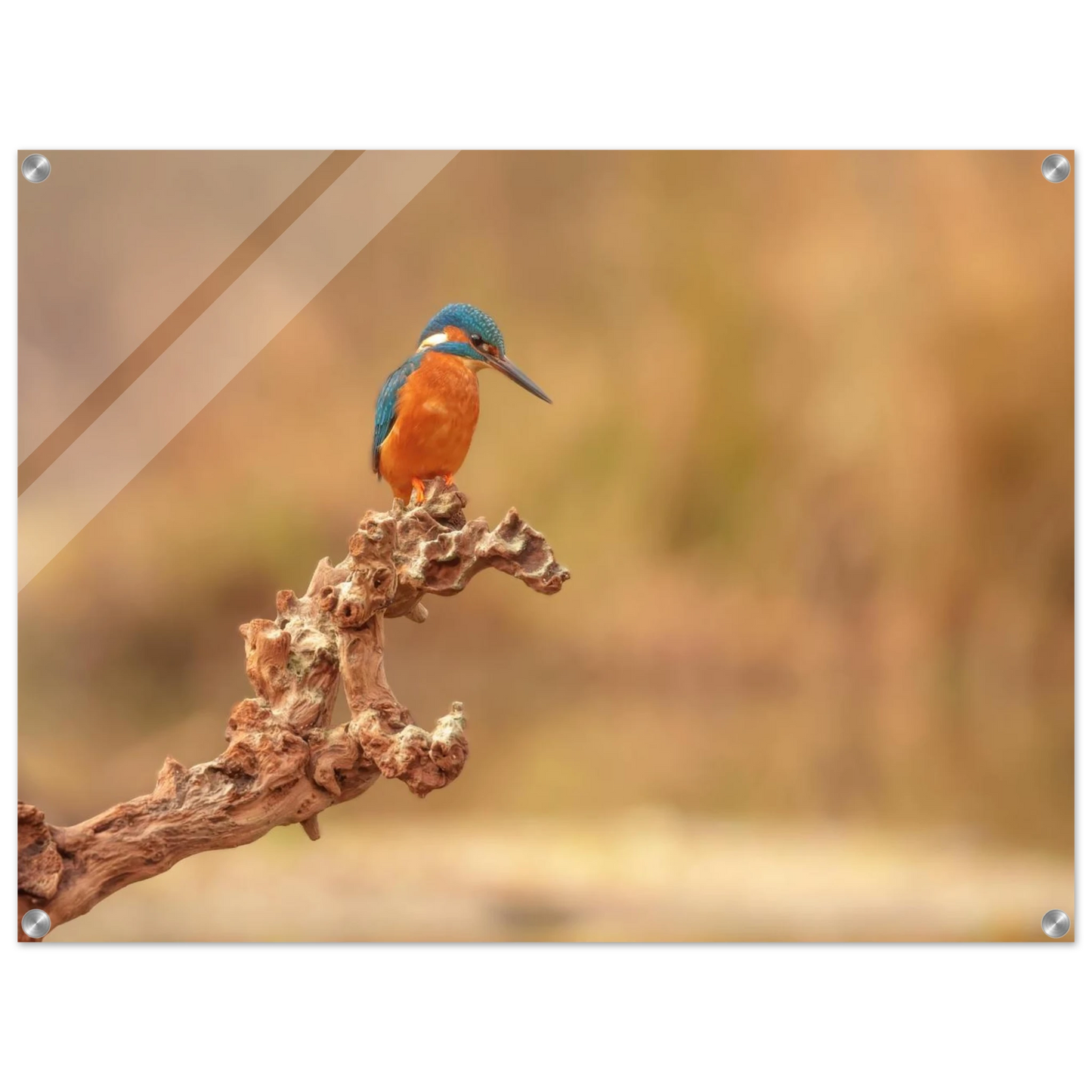 Wandbild eisvogel lebendige naturkunst fuer ihr zuhause in vielen groessen
