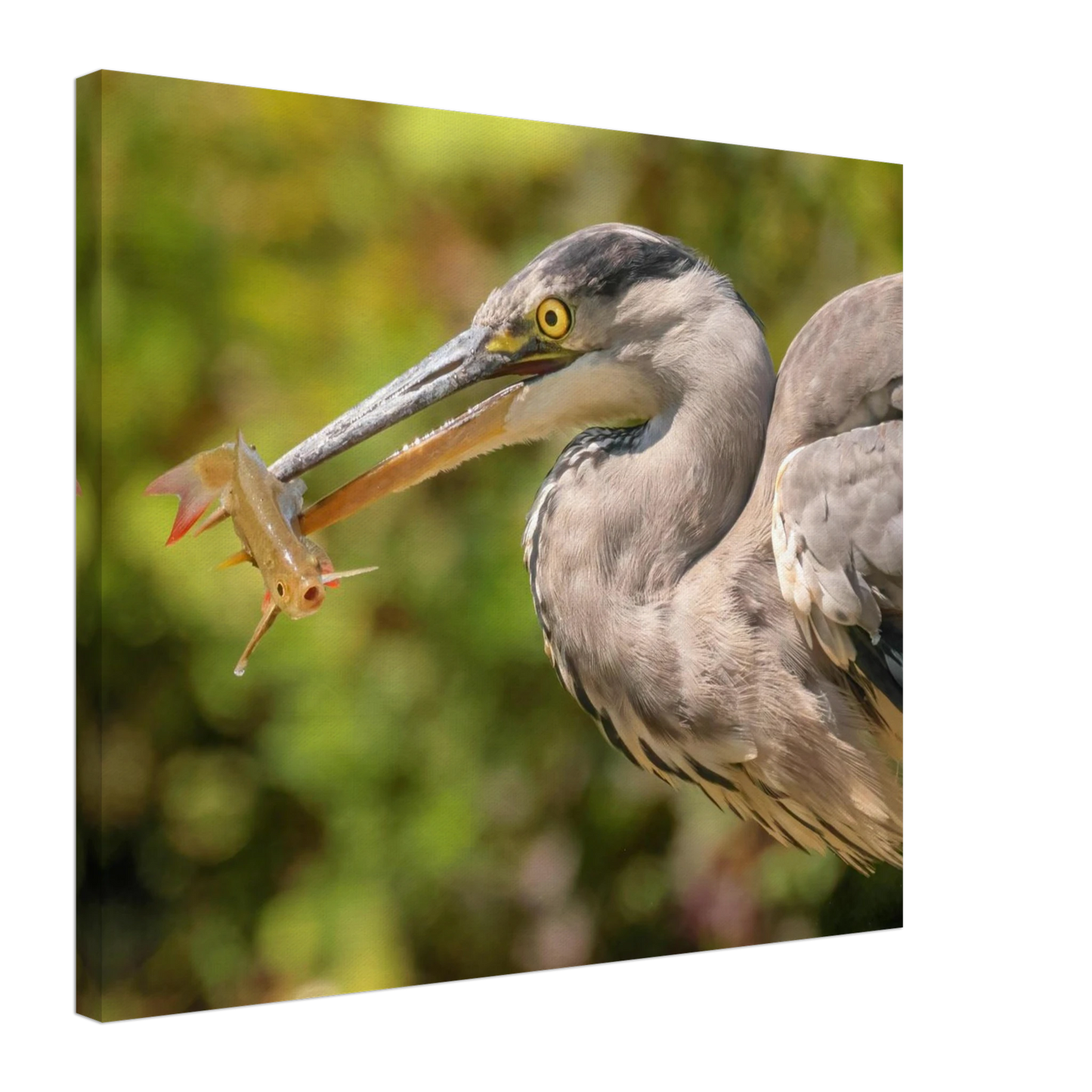Wandbild graureiher mit fisch ein faszinierender moment in der natur verfuegbar in ihrer wunschgroesse