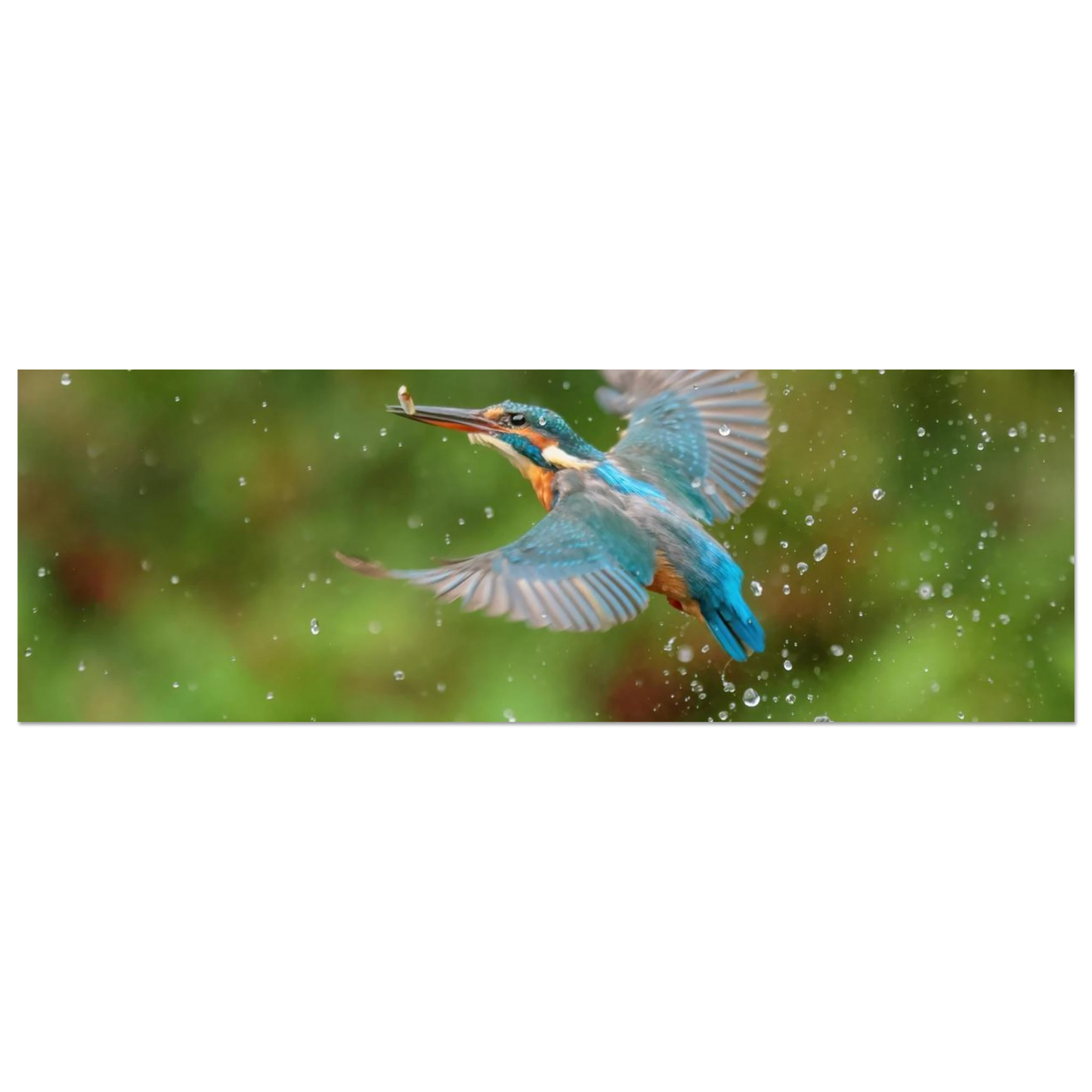 Wandbild eisvogel lebendige tierfotografie mit lebhaften blautoenen