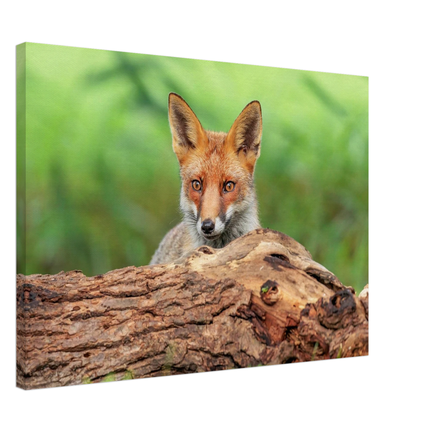 Wandbild fuchs im versteck einzigartige naturkunst fuer ihr zuhause