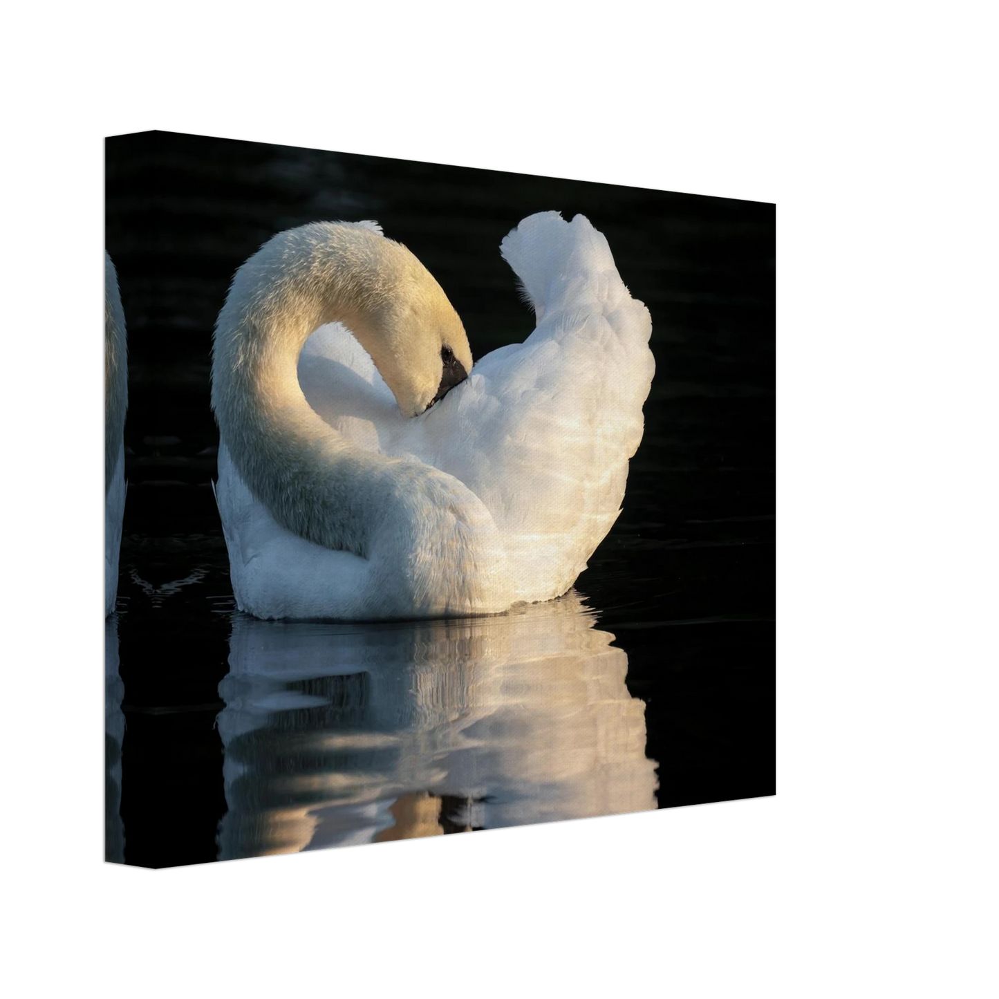 Wandbild schwan bei sonnenuntergang elegante wandkunst fuer ihr zuhause