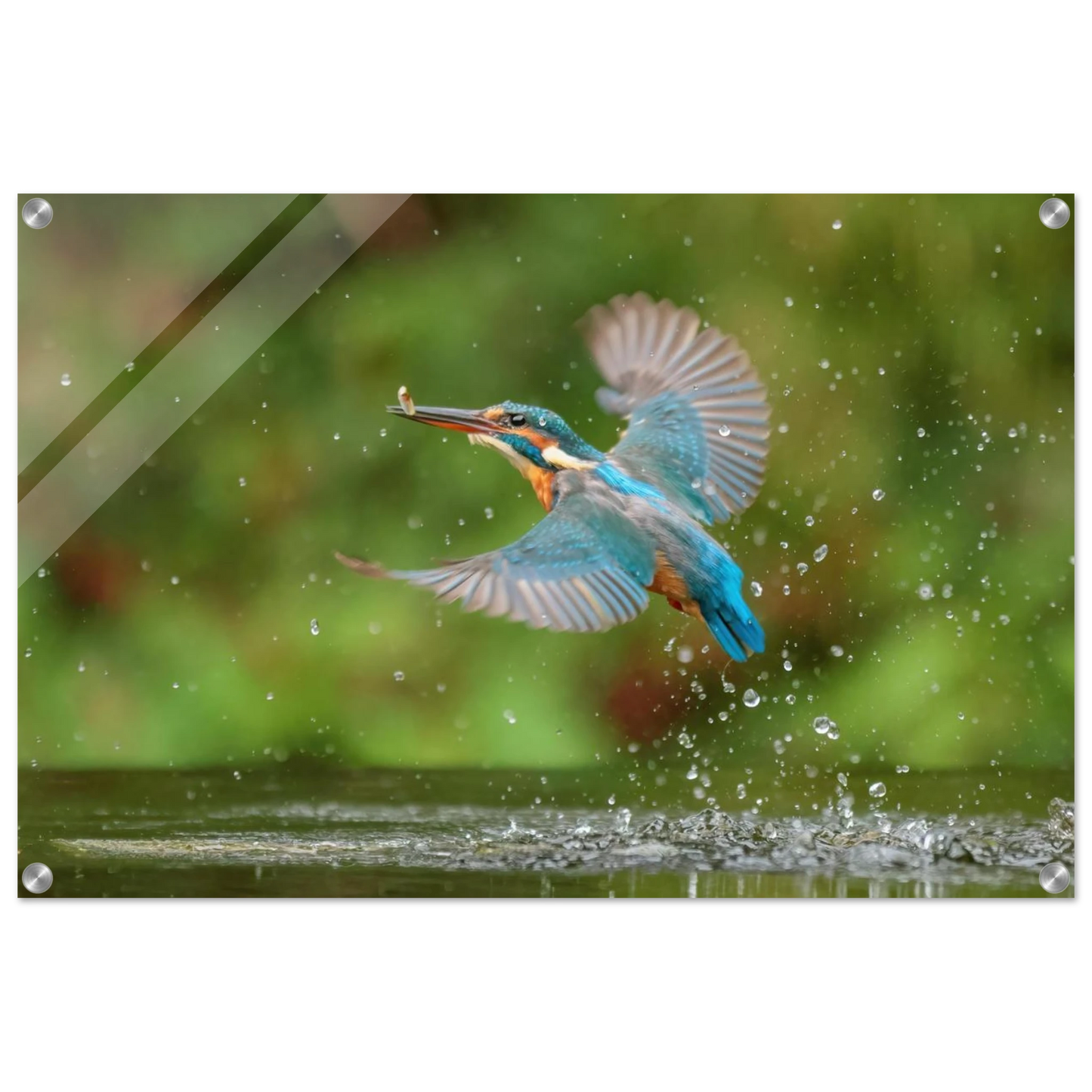 Wandbild eisvogel lebendige tierfotografie mit lebhaften blautoenen