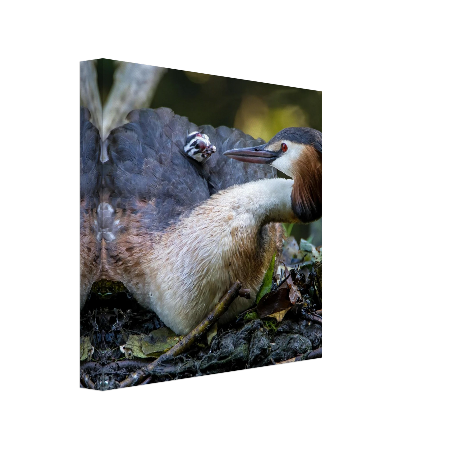 Wandbild zaertliche grosse haubentaucher familie naturgetreuer kunstdruck in ihrer wunschgroesse