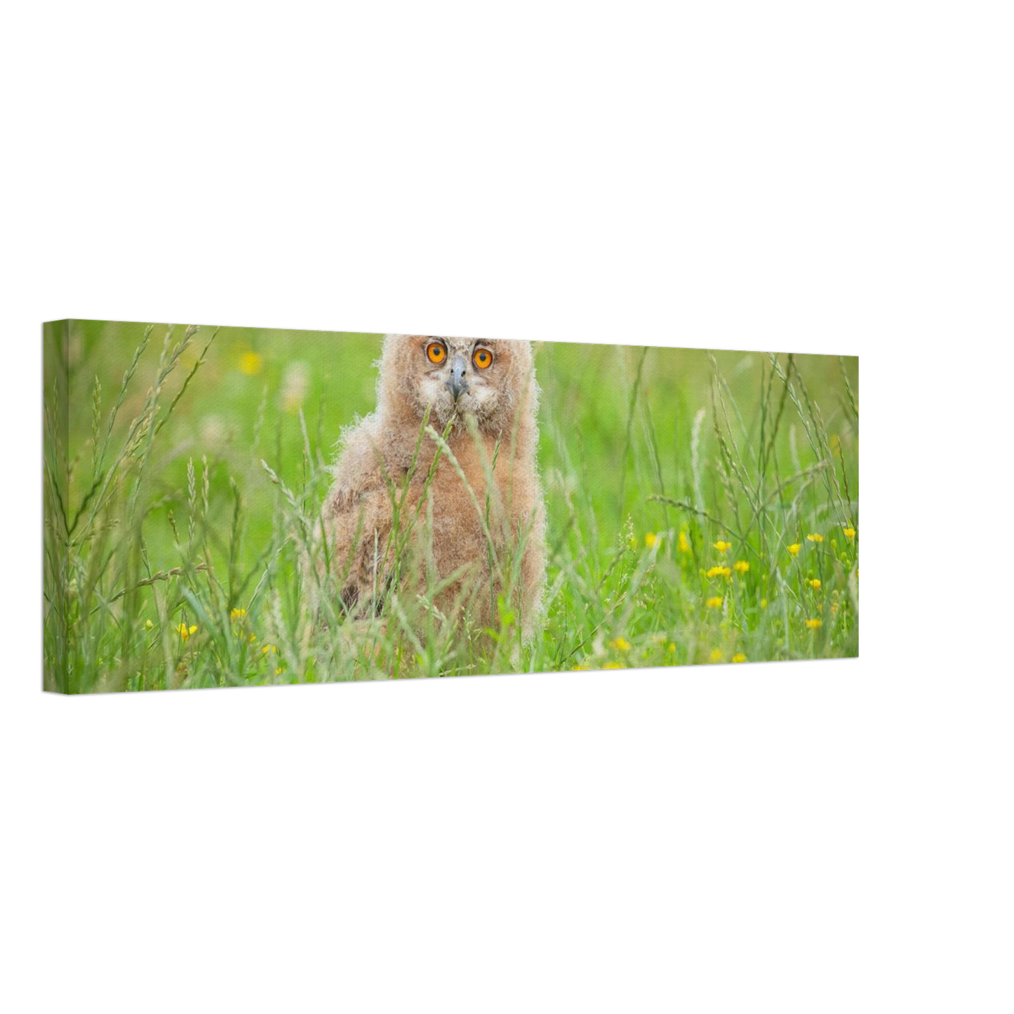 Wandbild junges eulenkueken im gras ein bezaubernder anblick fuer ihr zuhause in vielen groessen