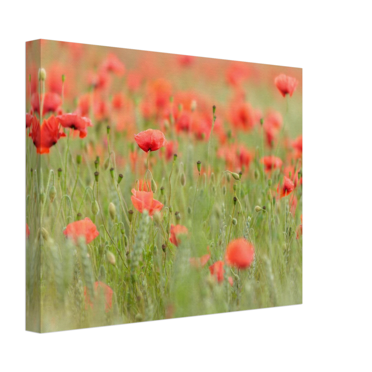 Wandbild vertraeumtes mohnblumenfeld ein stueck sommer fuer ihr zuhause in vielen groessen