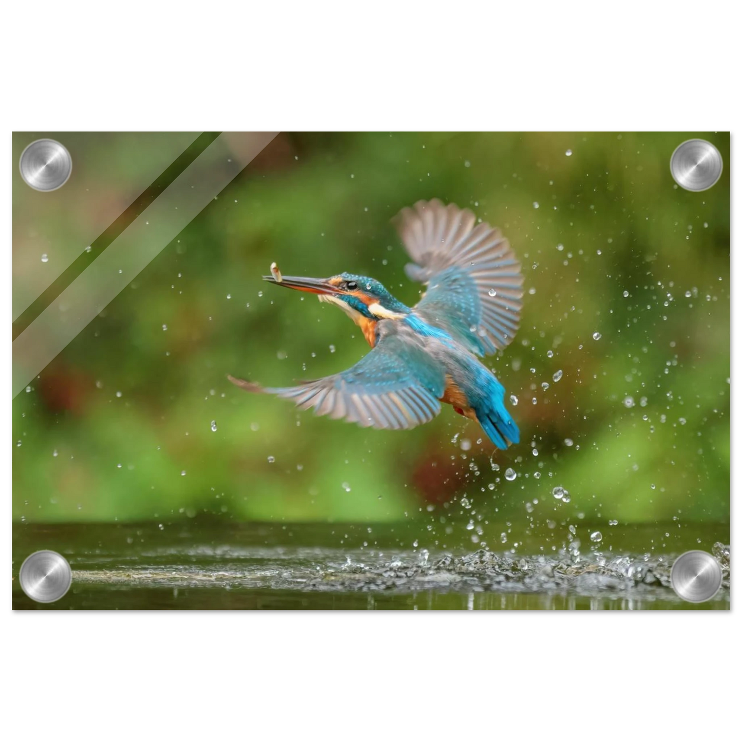 Wandbild eisvogel lebendige tierfotografie mit lebhaften blautoenen