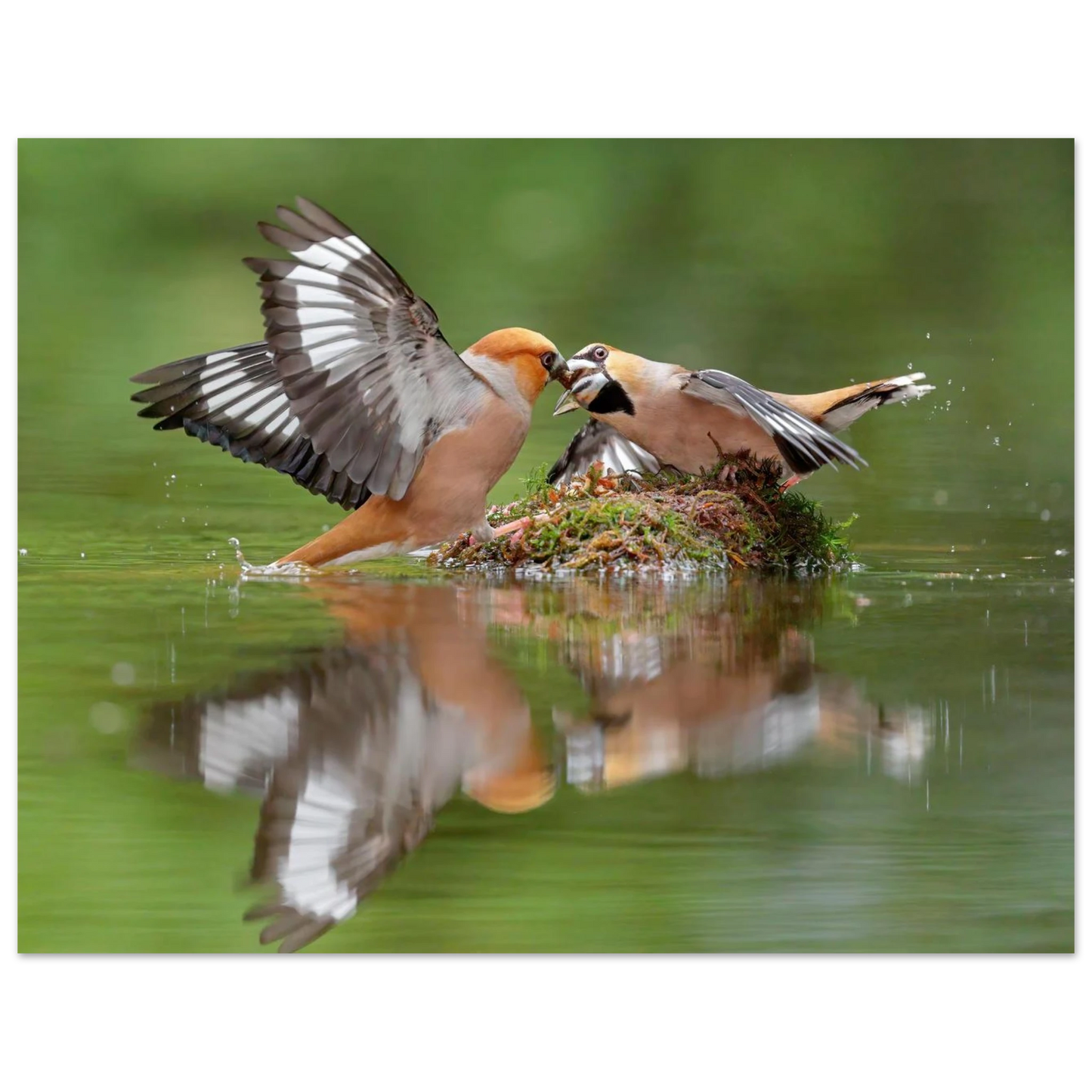 Wandbild momente der natur spektakulaerer kampf der voegel ueber dem wasser