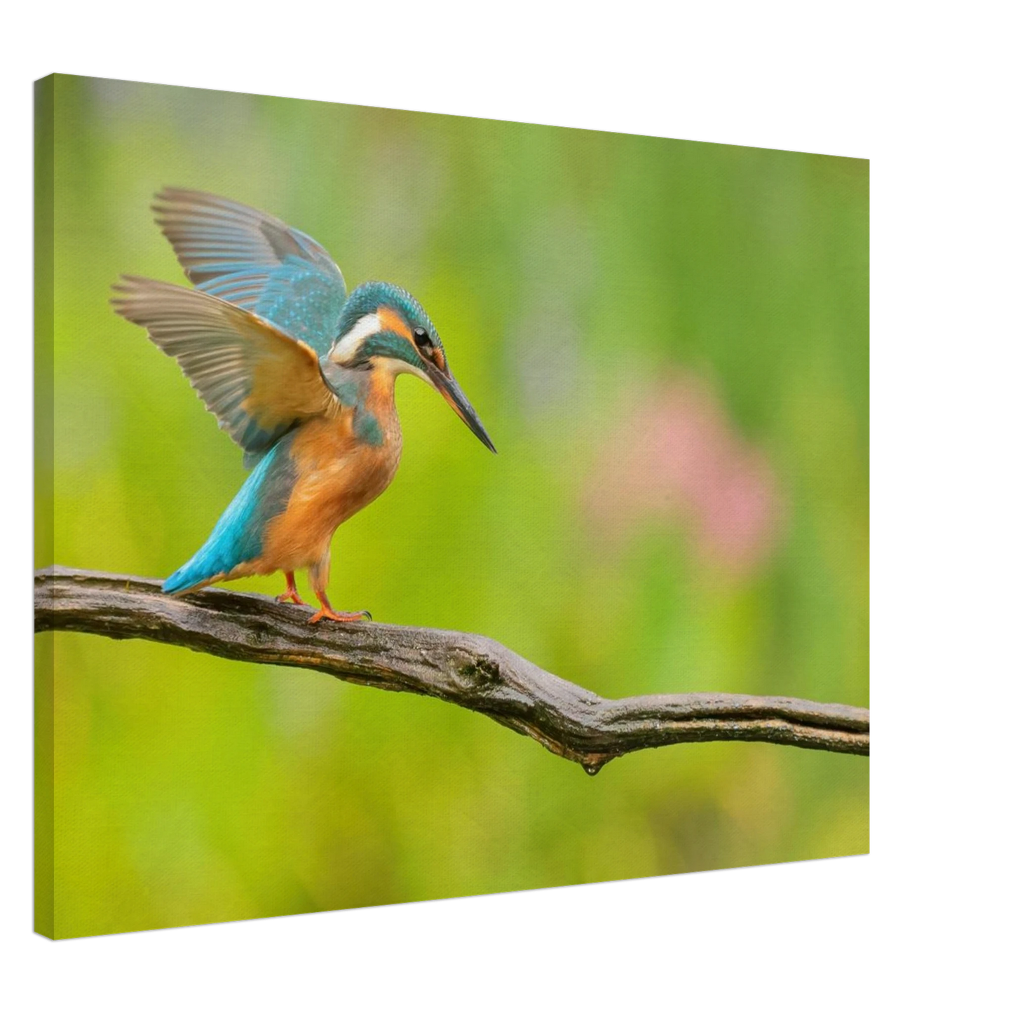 Wandbild eisvogel leuchtende federpracht auf natuerlichem ast in ihrer wunschgroesse