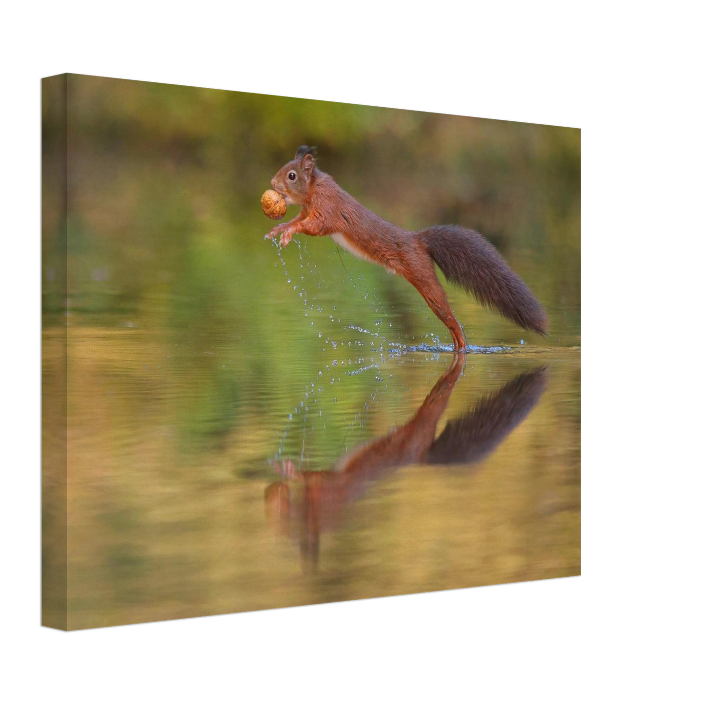 Wandbild eichhoernchen sprung dynamisches tierportrait auf premium leinwand in verschiedenen groessen erhaeltlich