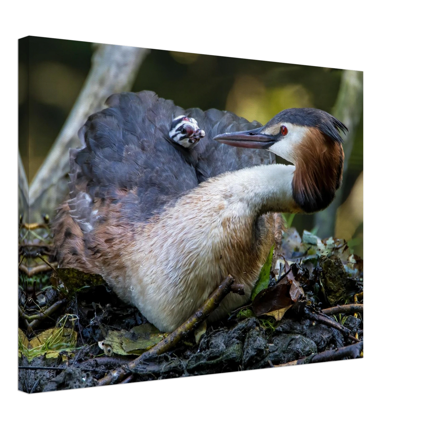 Wandbild zaertliche grosse haubentaucher familie naturgetreuer kunstdruck in ihrer wunschgroesse