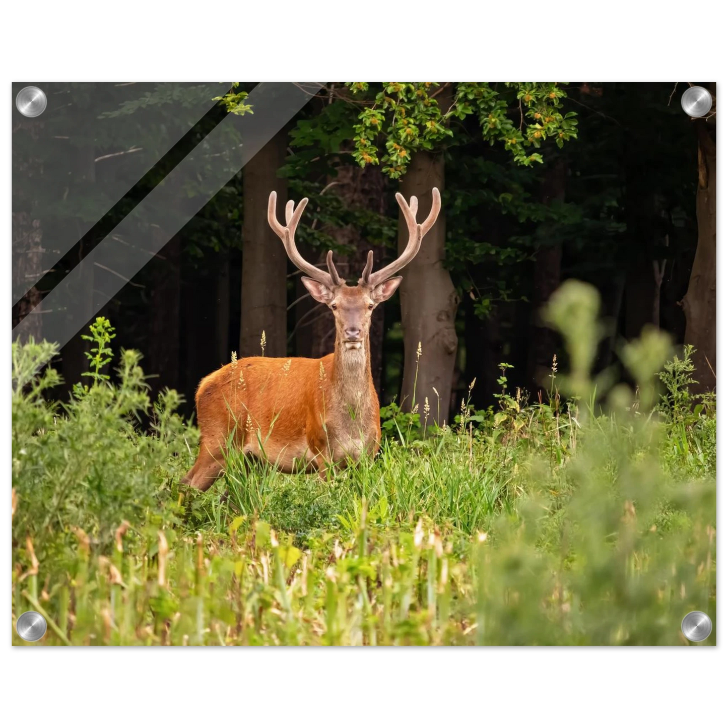 Wandbild majestaetischer hirsch im wald ein wildnis statement fuer ihr zuhause in verschiedenen groessen