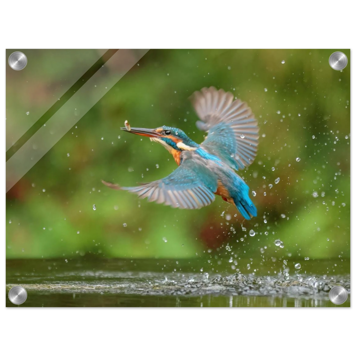 Wandbild eisvogel lebendige tierfotografie mit lebhaften blautoenen
