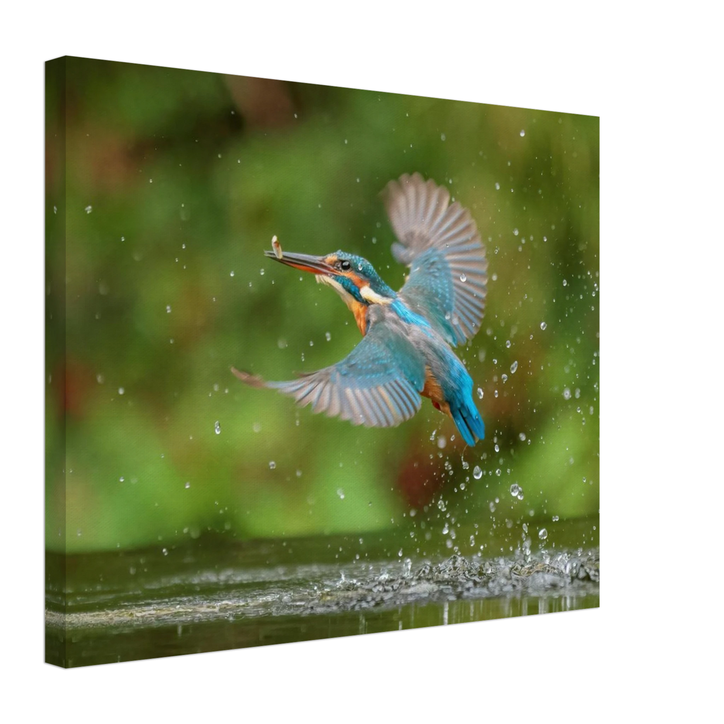 Wandbild eisvogel lebendige tierfotografie mit lebhaften blautoenen