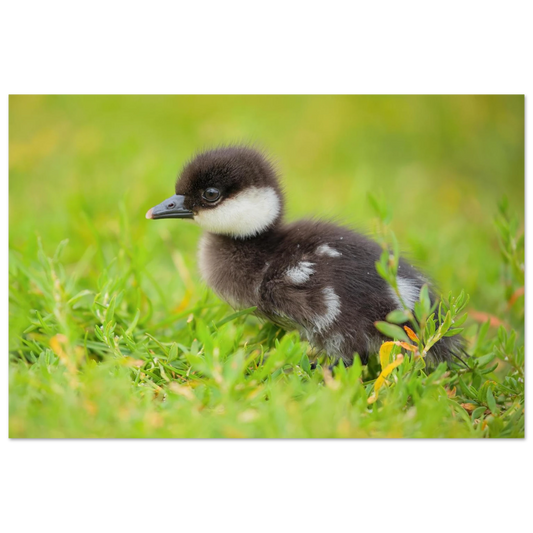 Wandbild bezauberndes entenkueken suesse tiermotive fuer kinderzimmer naturfreunde in vielen groessen