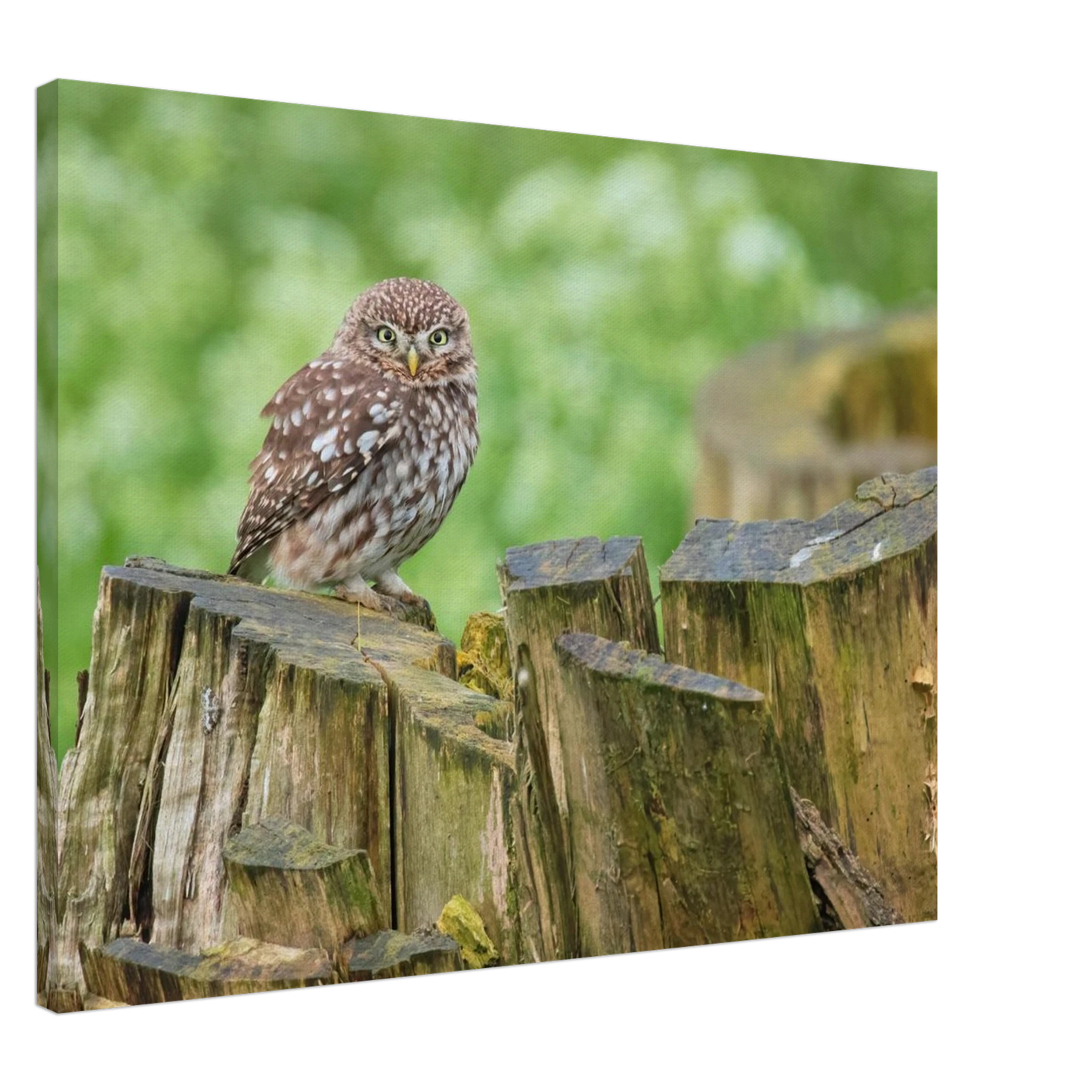 Wandbild mystische kleine eule faszinierendes kunstwerk fuer natur und tierliebhaber in vielen groessen