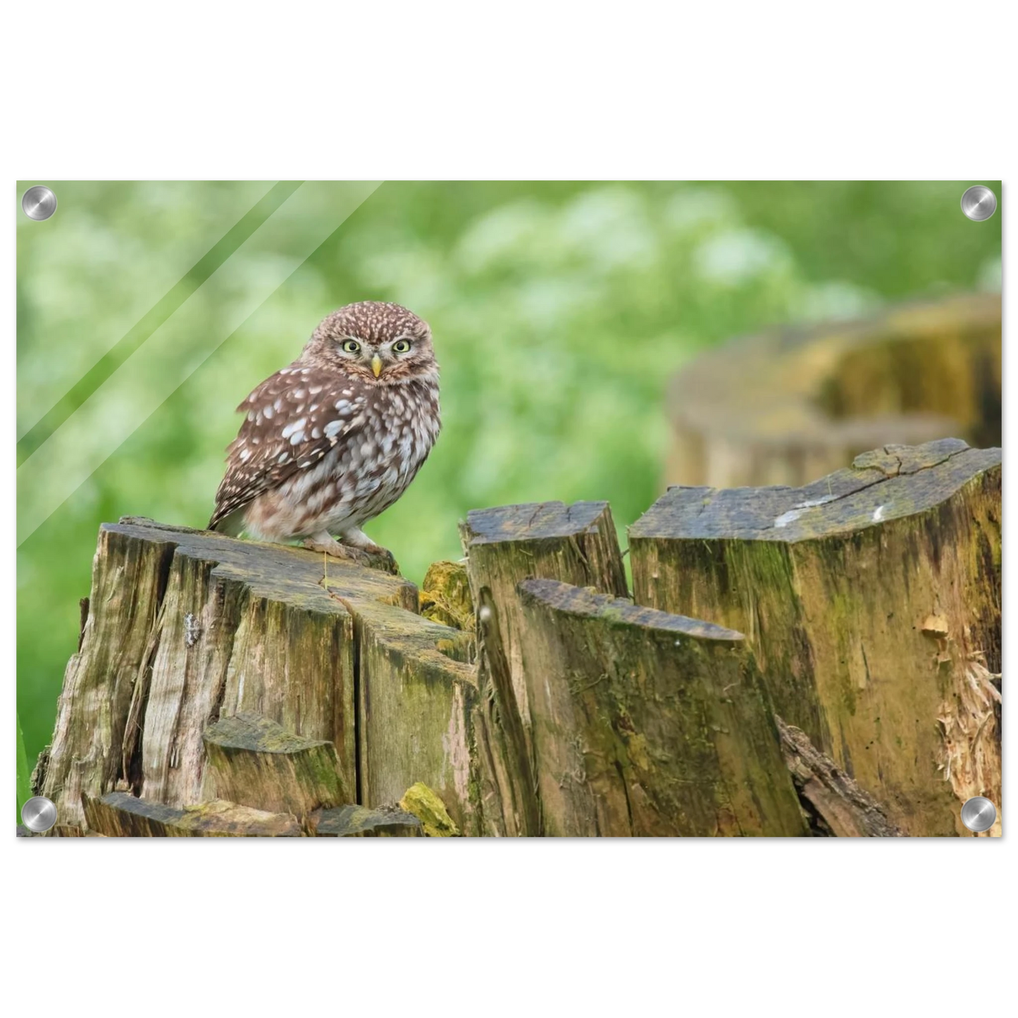 Wandbild mystische kleine eule faszinierendes kunstwerk fuer natur und tierliebhaber in vielen groessen