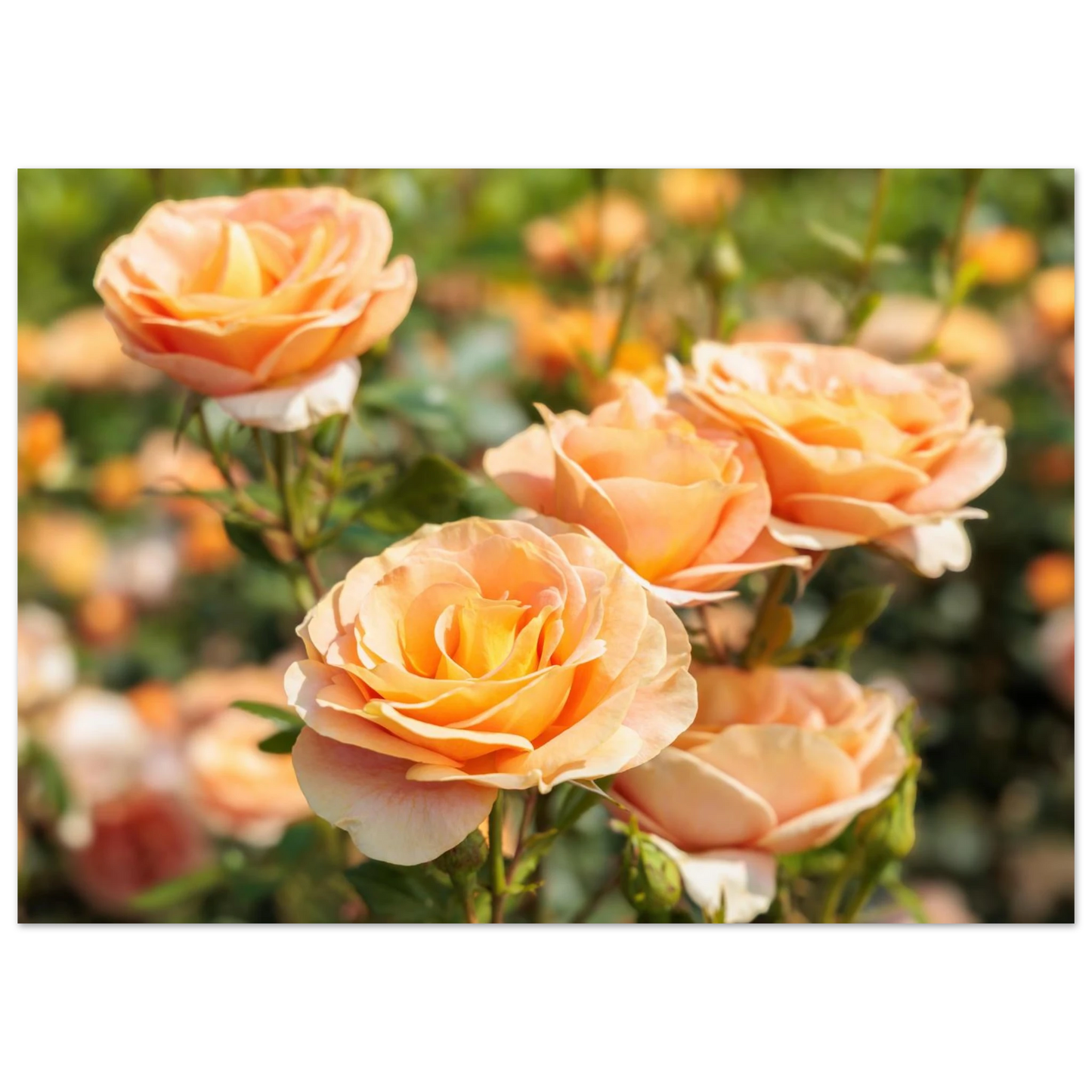 Wandbild romantische pfirsichrosen im sonnenschein botanische kunst fuer ihr zuhause in vielen groessen